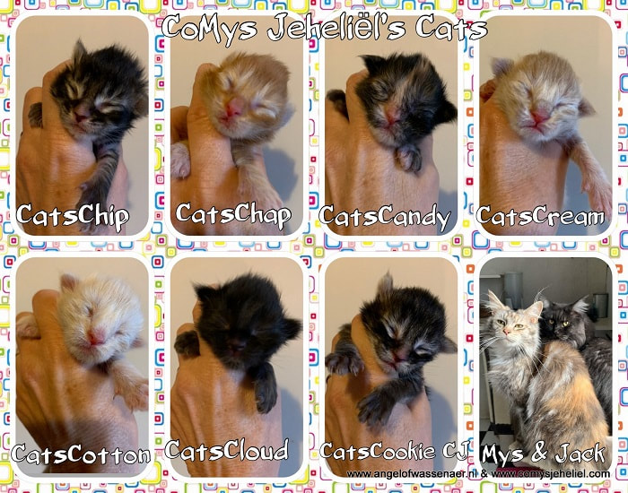 Rijke man geluid luisteraar CoMys Maine Coon kittens - MAINE COON CATTERY COMYS JEHELIEL