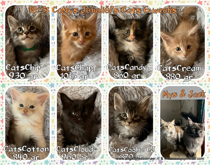 CoMys kittens MAINE COON CATTERY COMYS